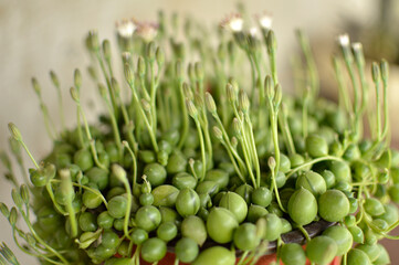String of pearls, Senecio succulent in bloom close up