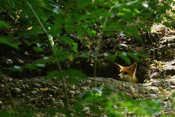 renard