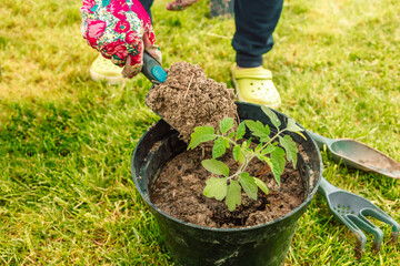 Fototapeta premium Farmer planting tomatoes seedling in organic garden. Planting seedlings in the ground. 