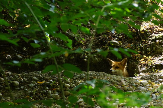 renard