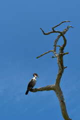 Great Cormorant, Phalacrocorax carbo, perched on a branch of a dry tree, in Mexico.