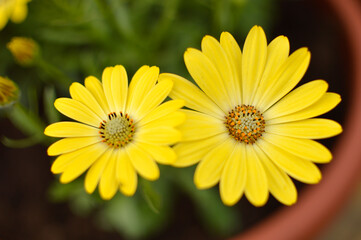 blooming African daisy flowers growing in the flower pot close up