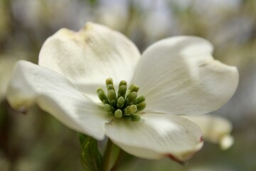 close up of a white Dogwood flower