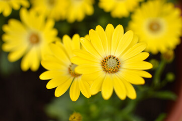 blooming African daisy flowers growing in the flower pot close up