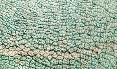 Beautiful multicolored bright chameleon skin, reptile skin pattern texture multicolored close-up as...