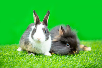Easter bunny on the grass. Beautiful rabbits on a green background with copy space. Easter concept, colorful background for greeting card.