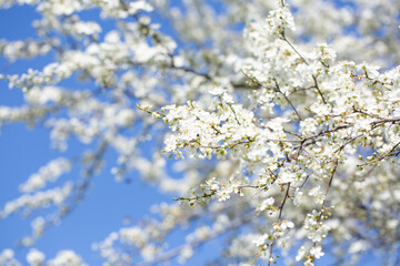 White flowers bloom in the trees. Spring landscape with blooming sakura tree. Beautiful blooming garden on a sunny day. Copy space for text.