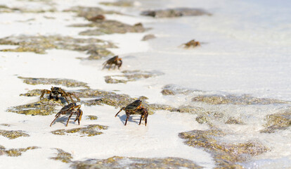 Crabs on a sandy beach in the Maldives