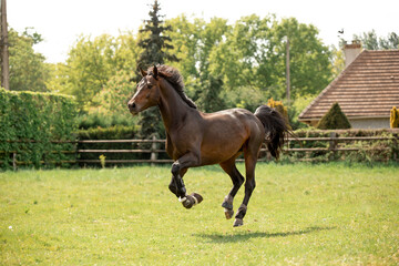 A beautiful horse gallops through a green meadow