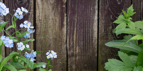 Summer background with wooden fence, green leafs and forget me not flowers. Soft focus. Copy space