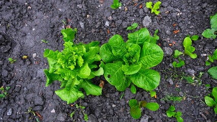 Lettuce. Green lettuce. Lettuces in the garden.