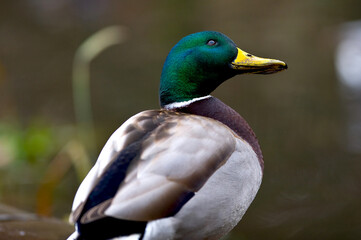 Mallard Duck Gazing Into The Sky
