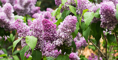 Flowering bush of lilac. Spring concept. Concept of seasonal flowering and allergies
