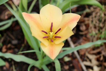 Fototapeta na wymiar Yellow flower in the garden 