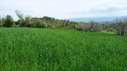 Field of wheat. Green wheat plant.