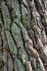 Pine tree trunk, Forest of Rambouillet, Haute Vallee de Chevreuse Regional Natural Park,