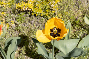 yellow tulip with the name - camellia