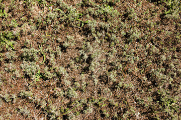 Closeup of fresh growing sweet wormwood Artemisia Annua, sweet annie, annual mugwort grasses in the wild field, Artemisinin medicinal plant, natural green grass leaves texture wallpaper background - obrazy, fototapety, plakaty