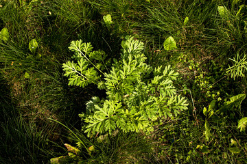 Closeup of fresh growing sweet wormwood Artemisia Annua, sweet annie, annual mugwort grasses in the...