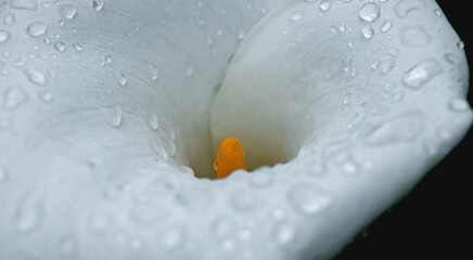 Selective focus  on white calla lily.