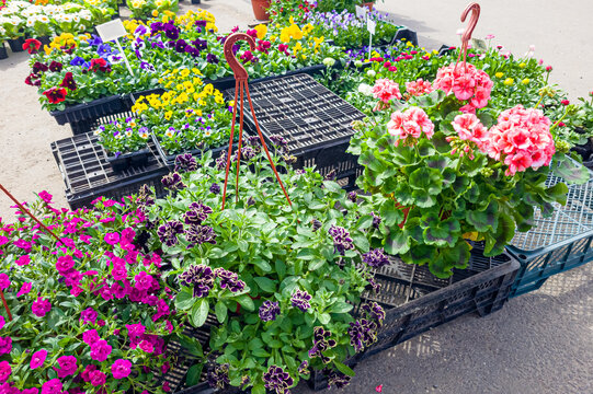 Sale of flower seedlings on the Big street market, Summer day