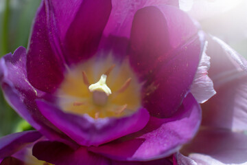 beautiful tulips close up background