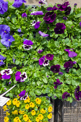 Sale of flower seedlings on the Big street market, Summer day