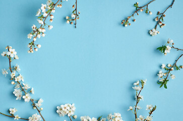 Spring floral background with cherry blossom on blue background