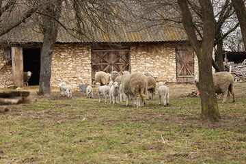 sheep and lambs on the farm