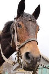 Obraz premium portrait of a horse