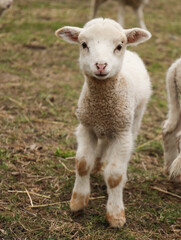Naklejka na ściany i meble beautiful lamb on the farm