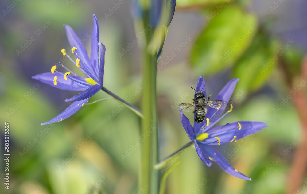 Wall mural blue mason bee, in flight, pollinating native camas wildflowers (osmia lignaria, camassia leichtlini