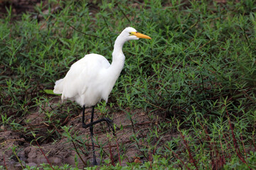 Great Egret (Ardea alba) with nuptial plumage (egretas) walking in river.