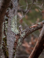 a brown creeper (certhia americana) creeping up a tree in a forest