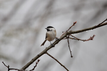 Obraz premium a wet black capped chickadee (poecile atricapillus) perched on a branch in the rain