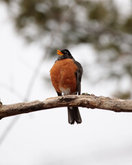An american robin (turdus migratorius) perched on a tree branch singing