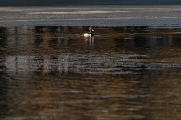 Fototapeta na wymiar a ring necked duck (aythya collaris) swimming in a pond