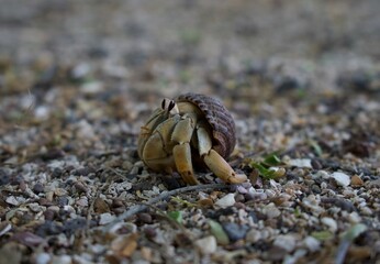 crab on sand Galápagos