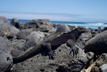 island land iguana Galápagos