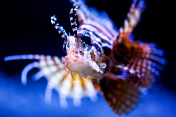 Zebra Dwarf Lionfish Fish Underwater