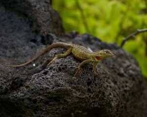 lizard on a rock Galápagos