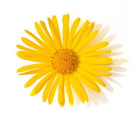 Yellow chamomile flower on a white background. Shadow of a sunny day. Minimal spring concept.