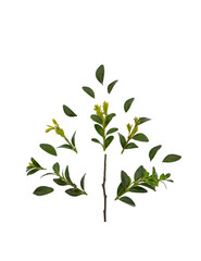 The concept of an ecologically clean planet. Green tree made from green leaves and sprouts. Ecology concept. To plant a tree. Protection and love for nature. Flat layout.