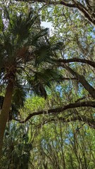 Palm trees and Spanish Moss