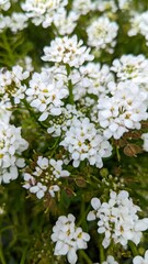 white flowers detail