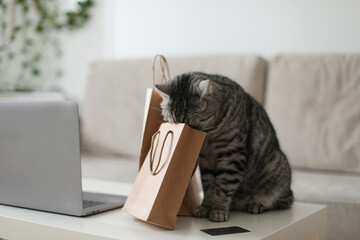 A gray tabby cat looking at craft paper bags at home. Delivery, Shopping concept, environmental...