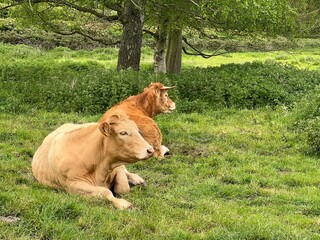 Two young cows sat peacefully in large green lush grass field at dairy farm looking across the landscape with trees showing front feet head and seated body in Summer day light in Norfolk countryside