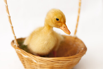 small yellow duckling in wicker basket on white background, selective focus