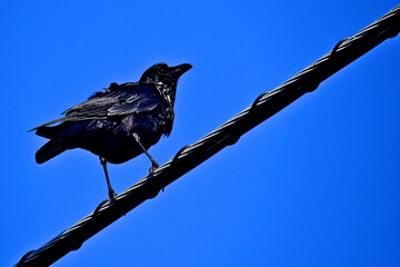 Resting crow with ruffled feathers on cable, Palo Alto, California 