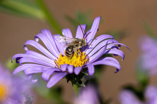 A Long-horned Bee about to take off with fluttering wings and a stuck out tongue after pollinating on a purple Aster flower.